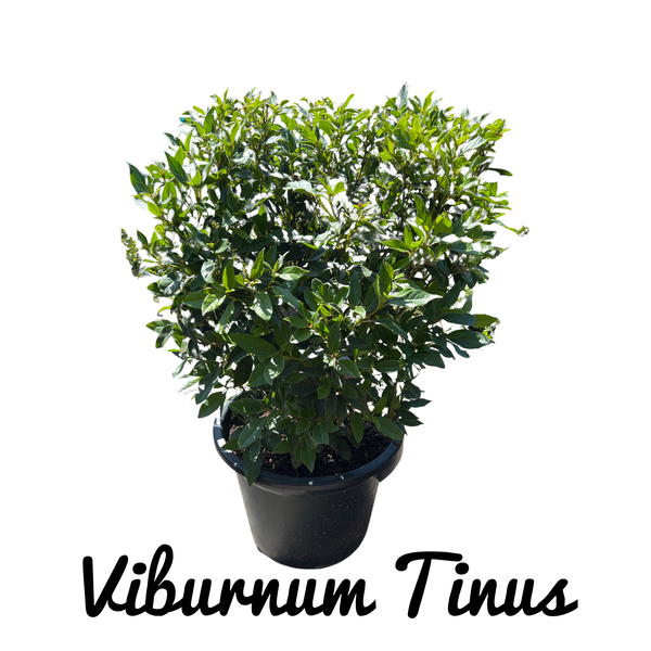 Viburnum Tinus   Specimen