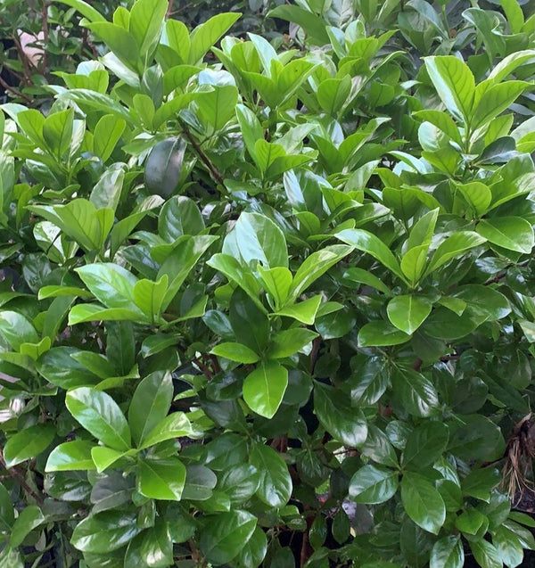 Viburnum Odorotissum / Sweet Viburnum