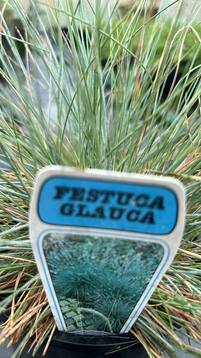 Festuca Glauca / Blue Fescue