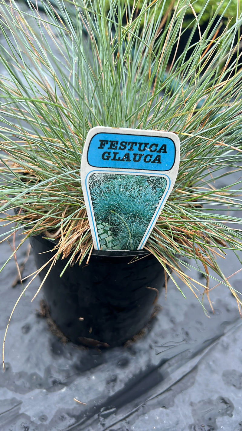 Festuca Glauca / Blue Fescue