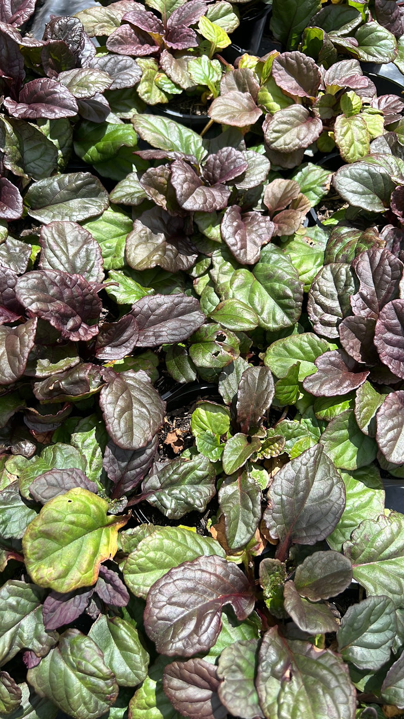 Ajuga ‘Purpurea’