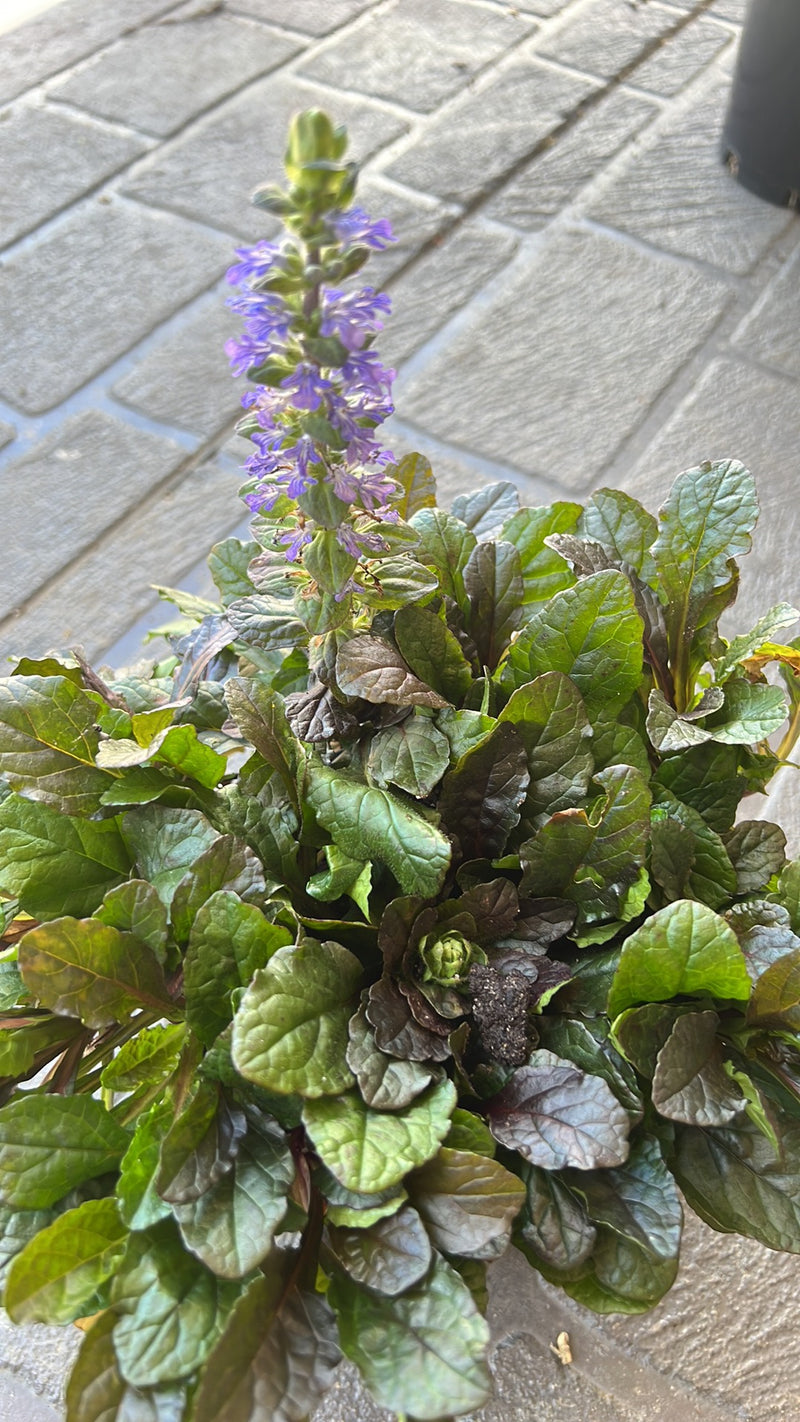 Ajuga ‘Purpurea’