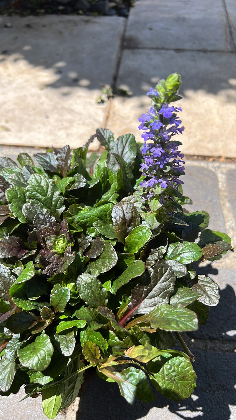 Ajuga ‘Purpurea’